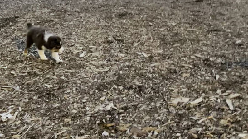 Dog Park
